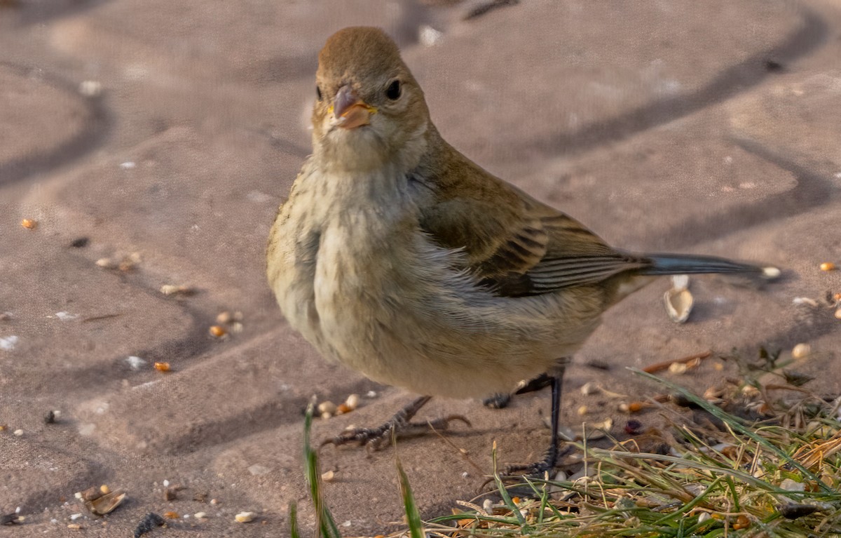 Indigo Bunting - ML646210841