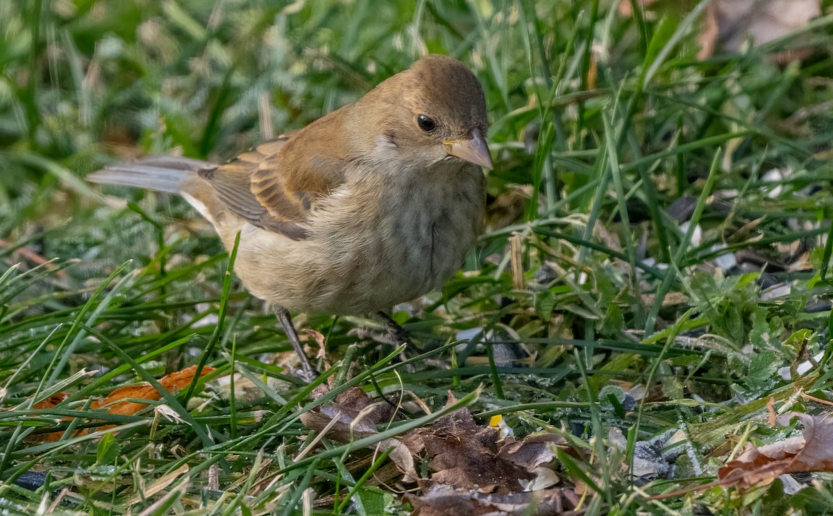 Indigo Bunting - ML646210842