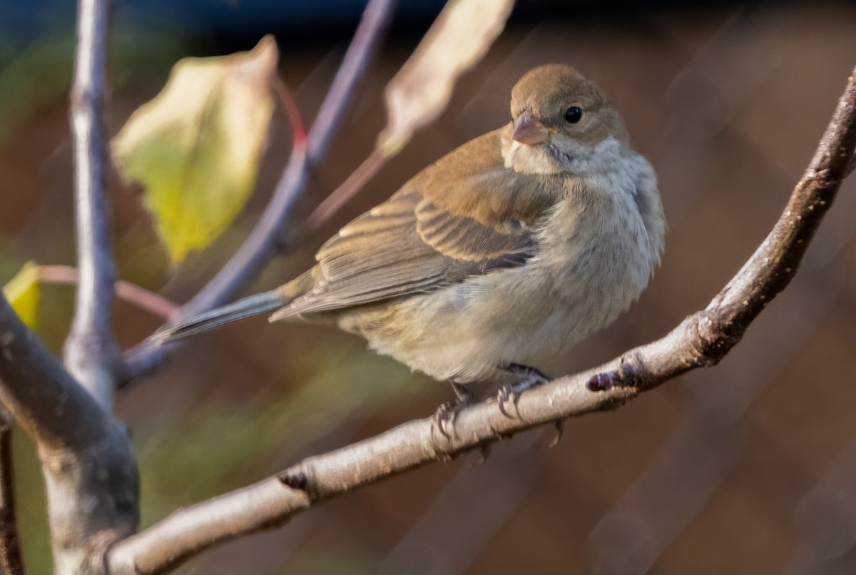 Indigo Bunting - ML646210843