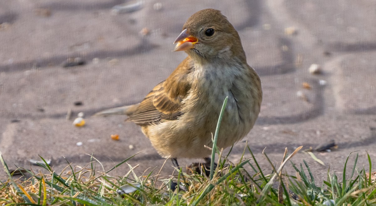 Indigo Bunting - ML646210844