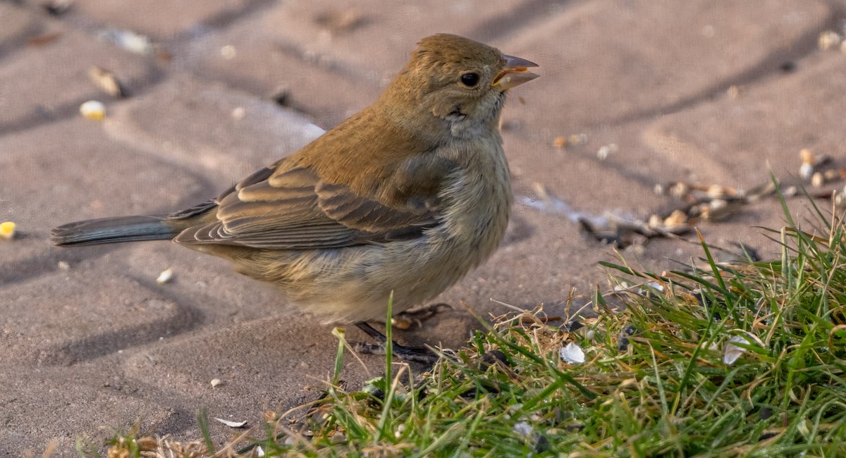 Indigo Bunting - ML646210845