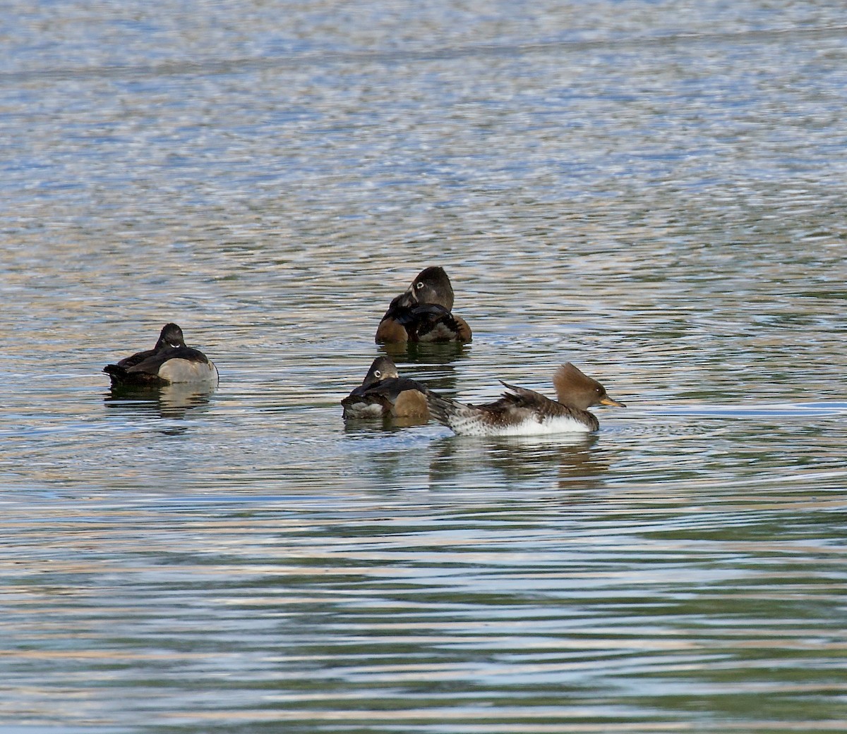 Hooded Merganser - ML646210846