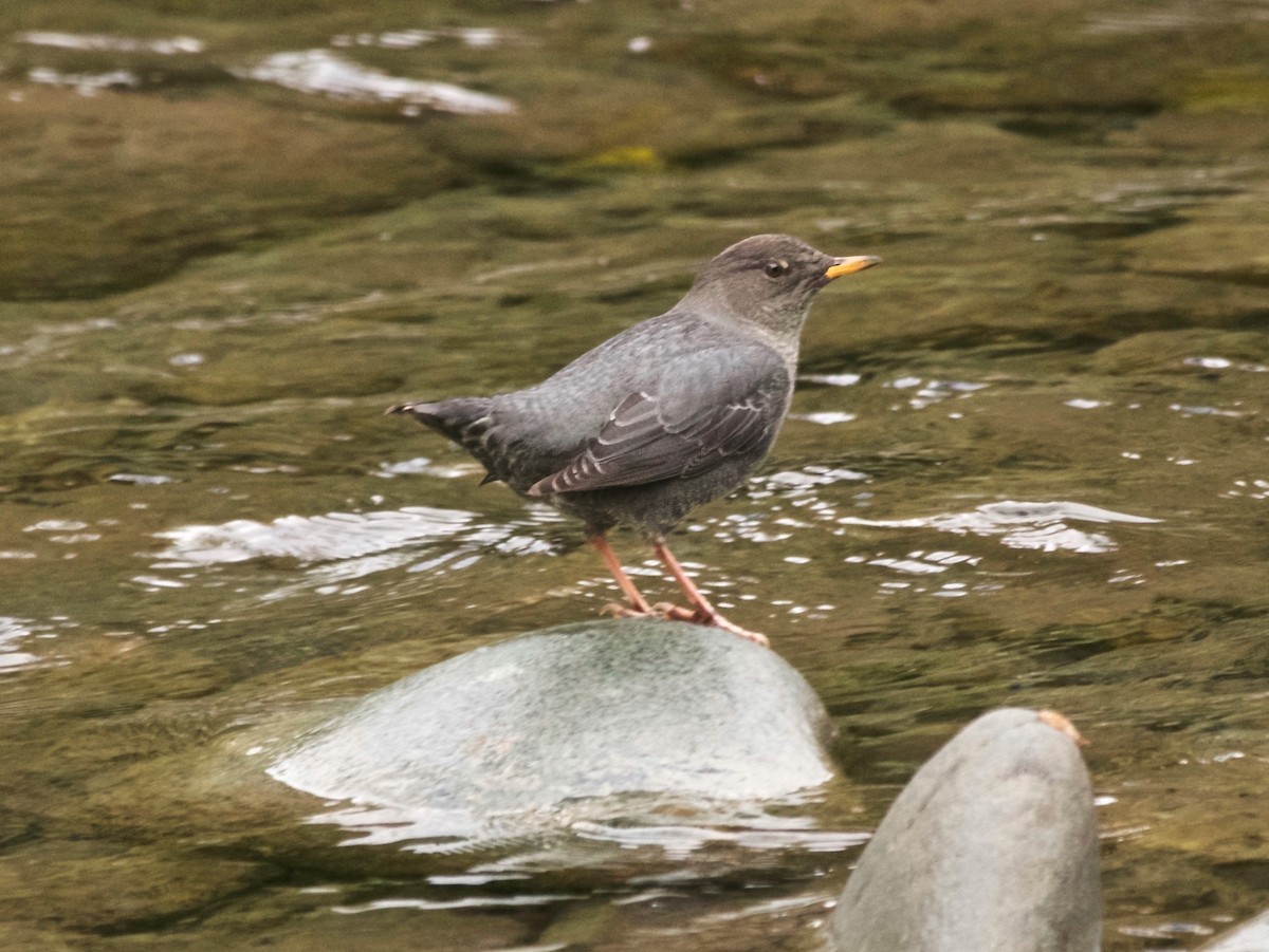 American Dipper - ML646210847