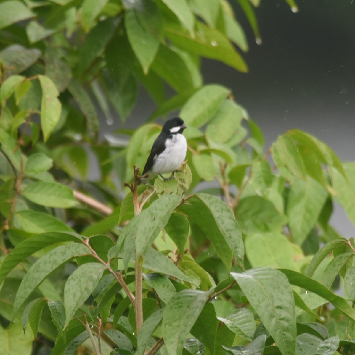 Lesson's Seedeater - ML646210853