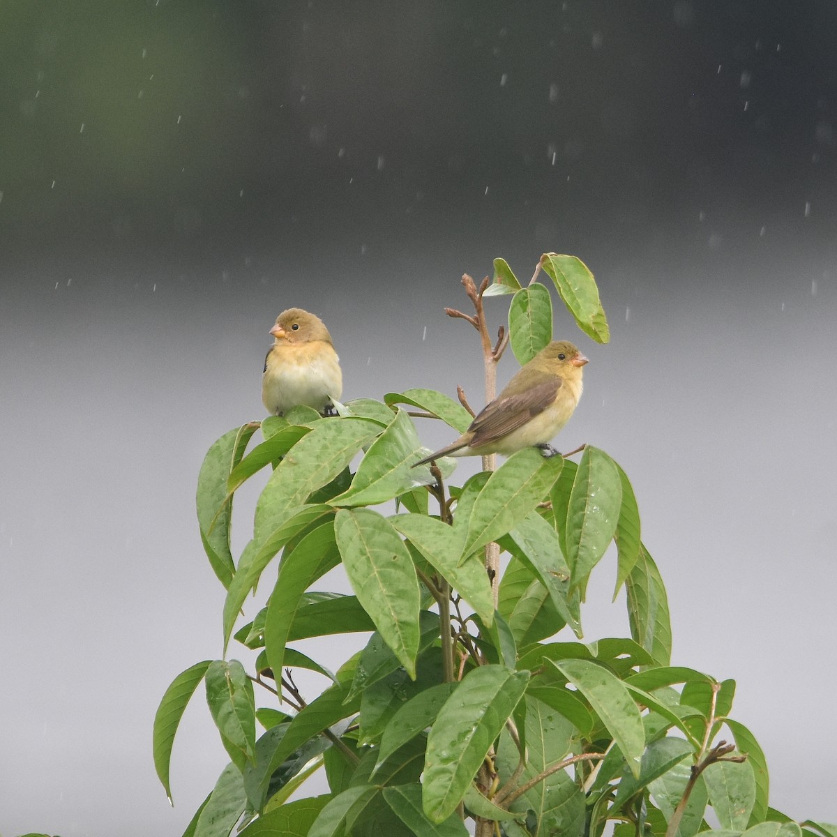 Lesson's Seedeater - ML646210854