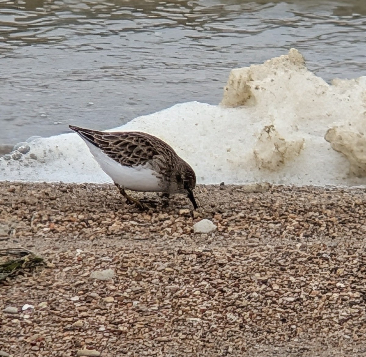 Least Sandpiper - ML646210855