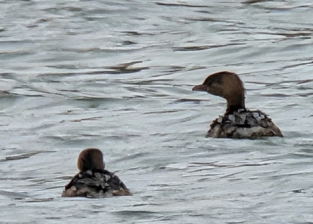 Pied-billed Grebe - ML646210860