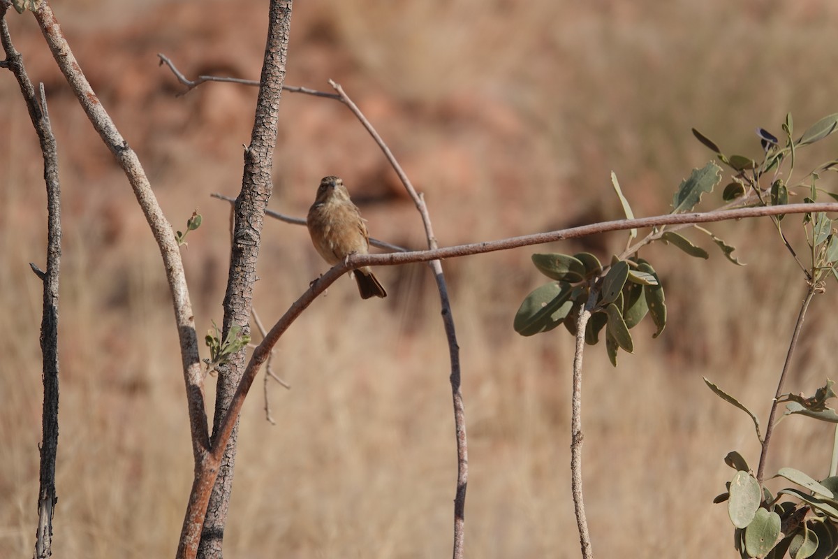 Lark-like Bunting - ML646210862