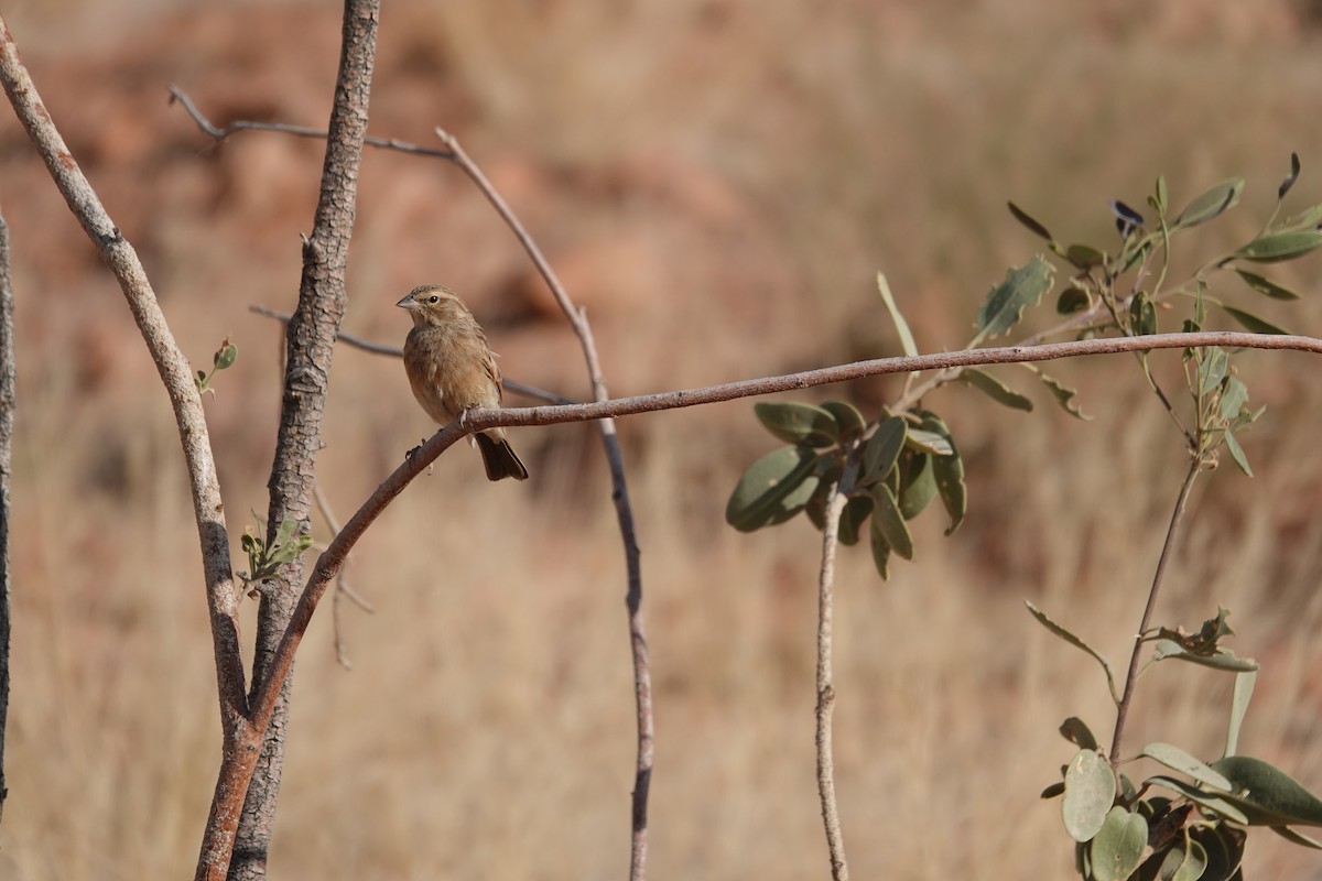 Lark-like Bunting - ML646210863