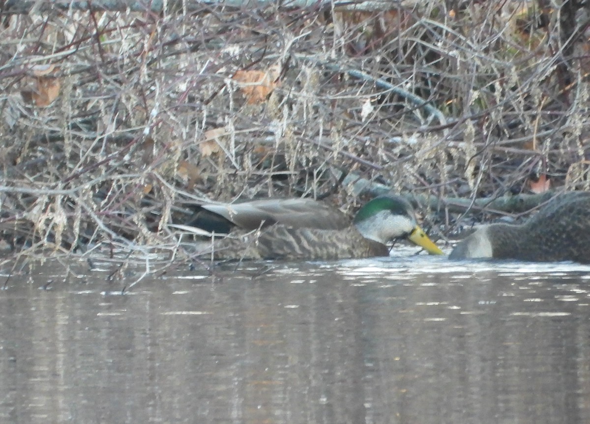 Mallard x American Black Duck (hybrid) - ML646210865