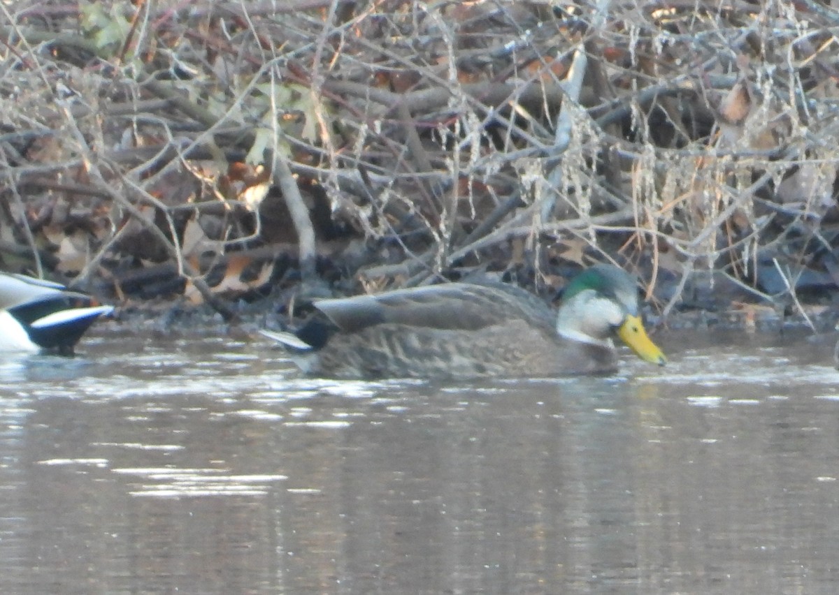 Mallard x American Black Duck (hybrid) - ML646210866