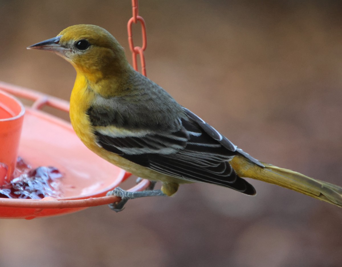 Балтиморский трупиал - ML646210868