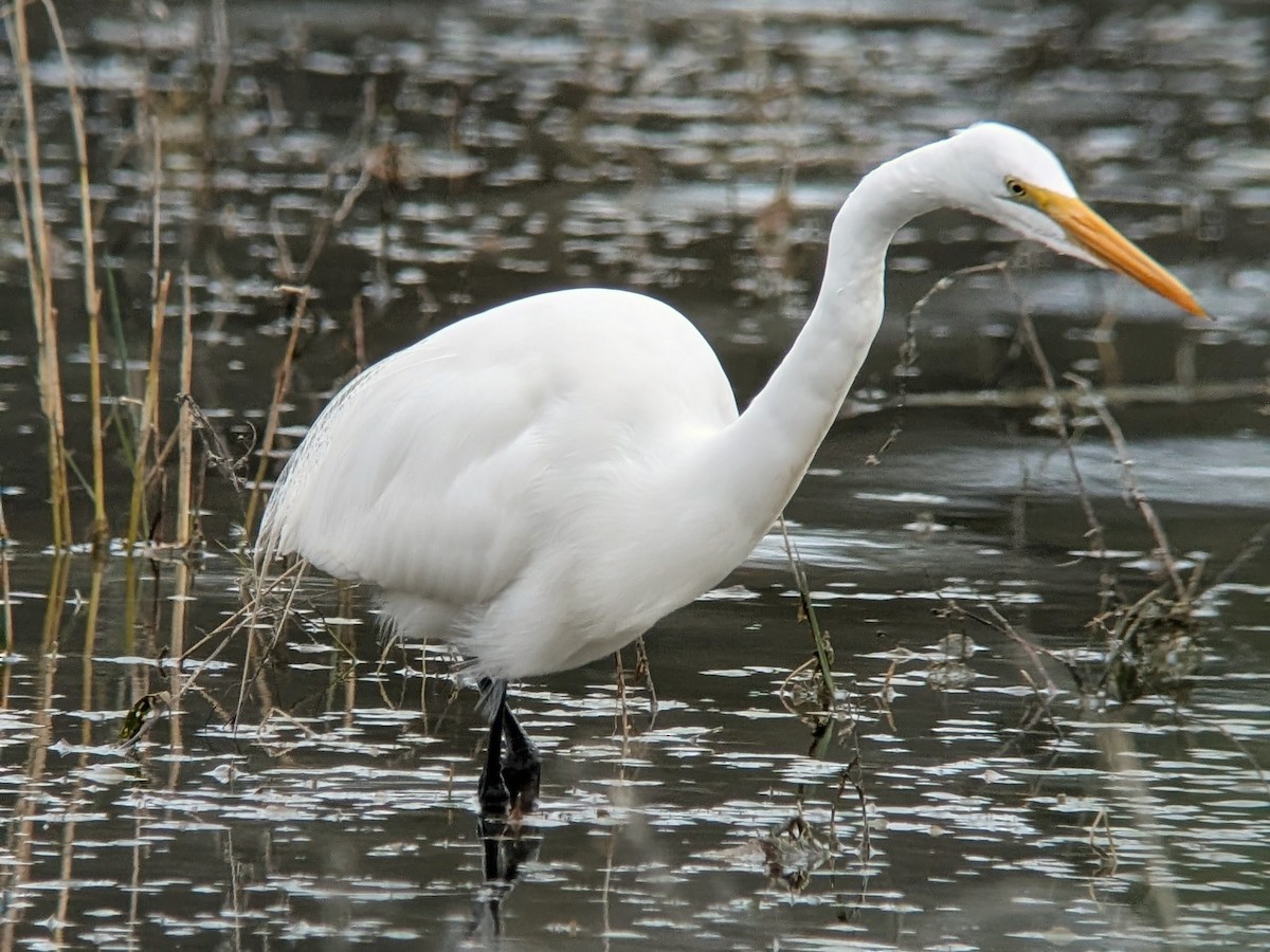 Great Egret (American) - ML646210869