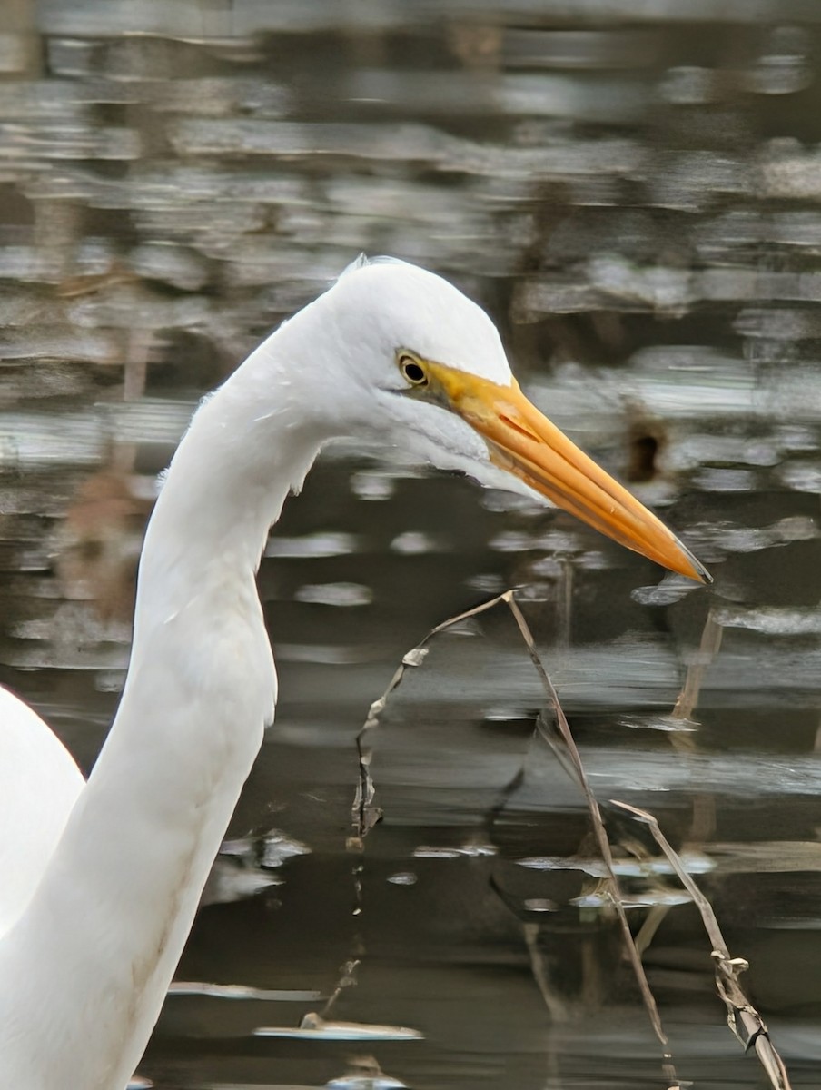 Great Egret (American) - ML646210880