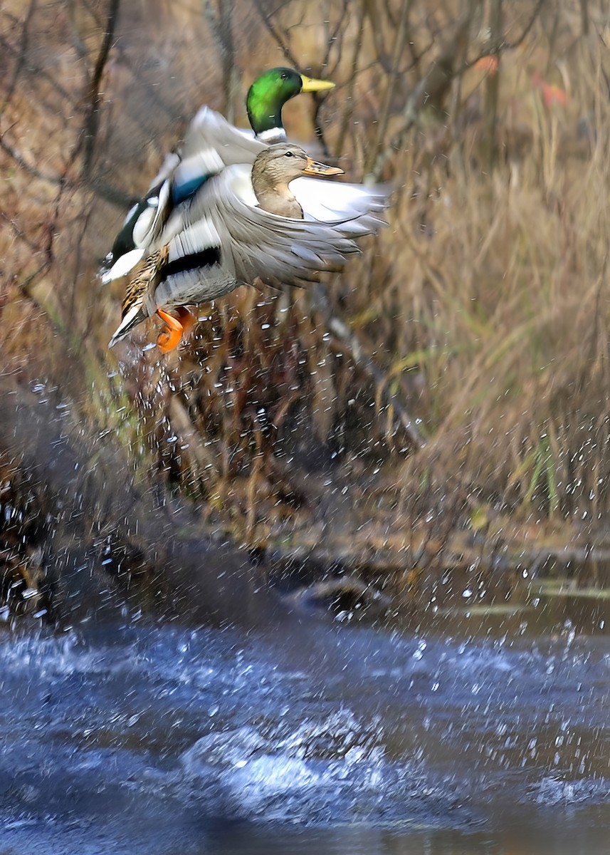 Yeşilbaş - ML646210881