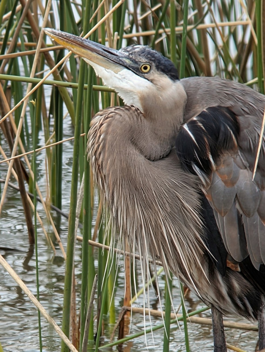 Great Blue Heron - ML646210885
