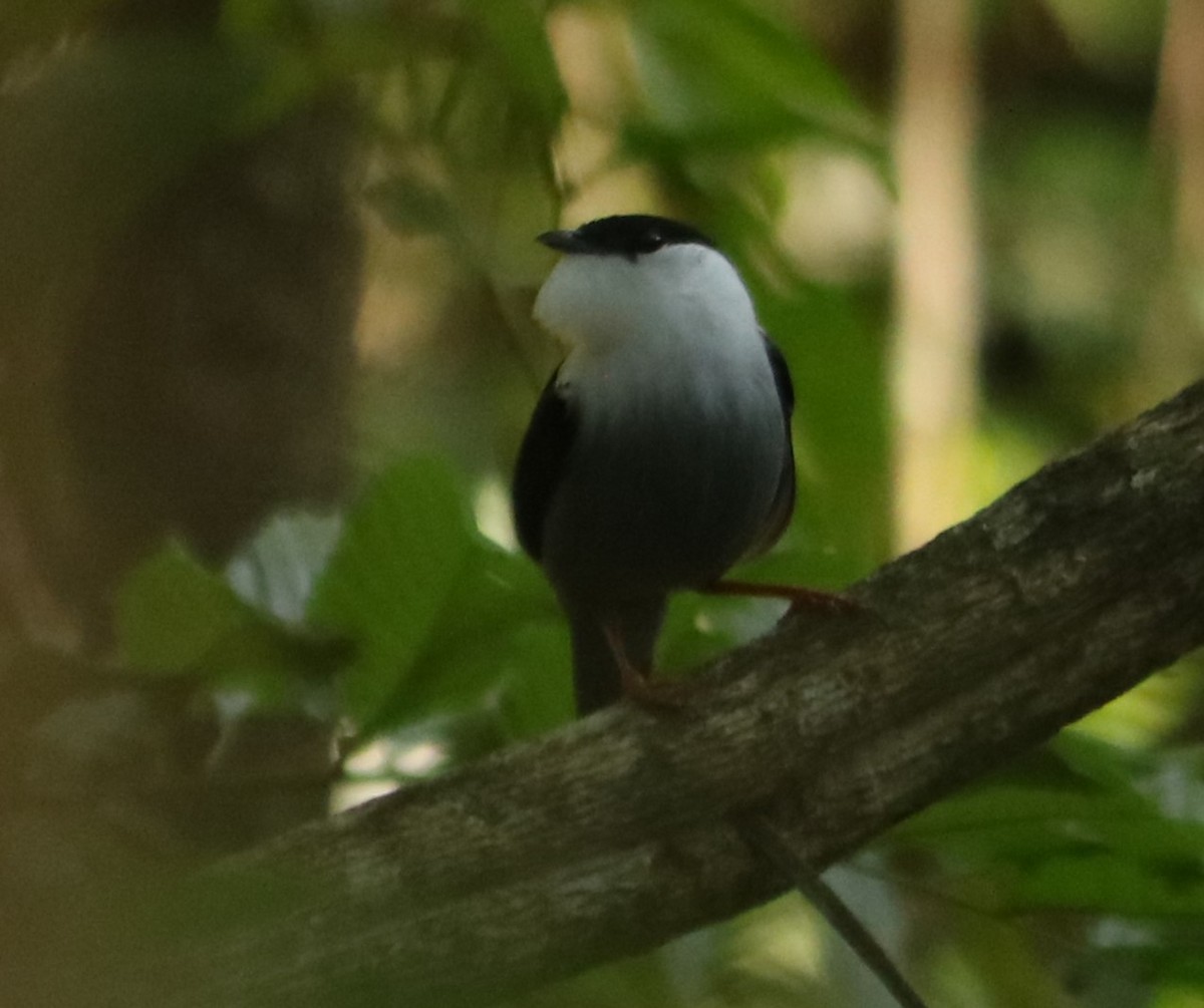 White-bearded Manakin - ML646210887
