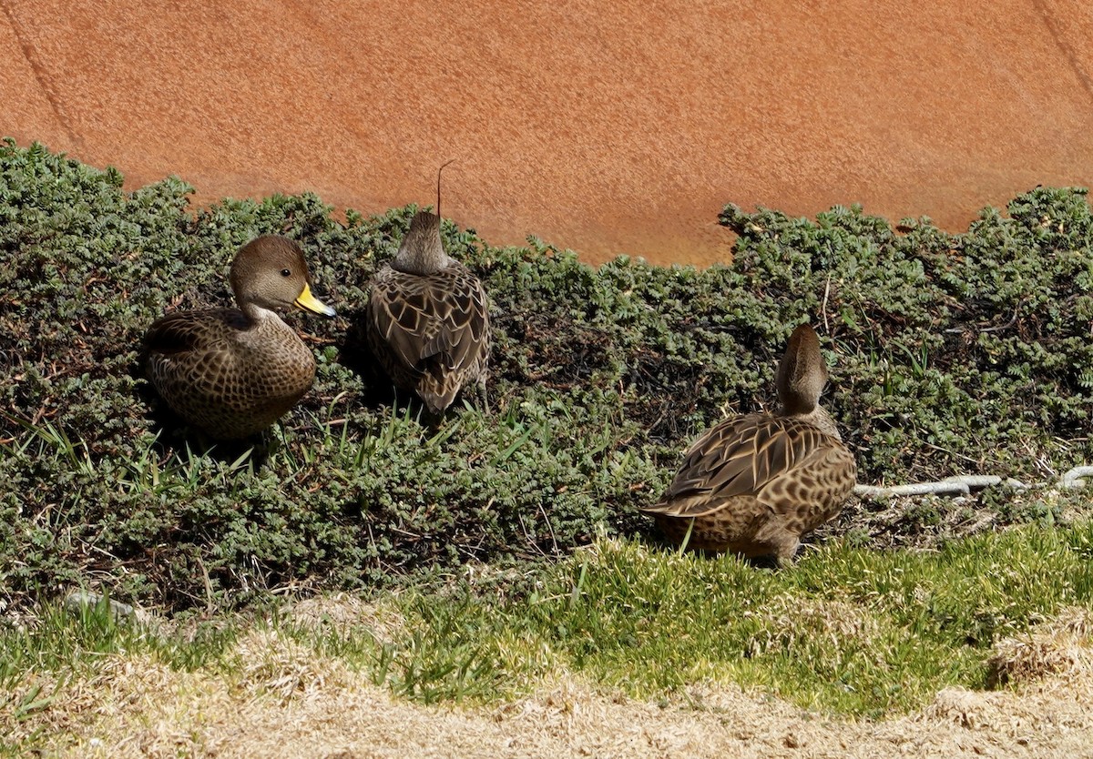 Yellow-billed Pintail (South Georgia) - ML646210889