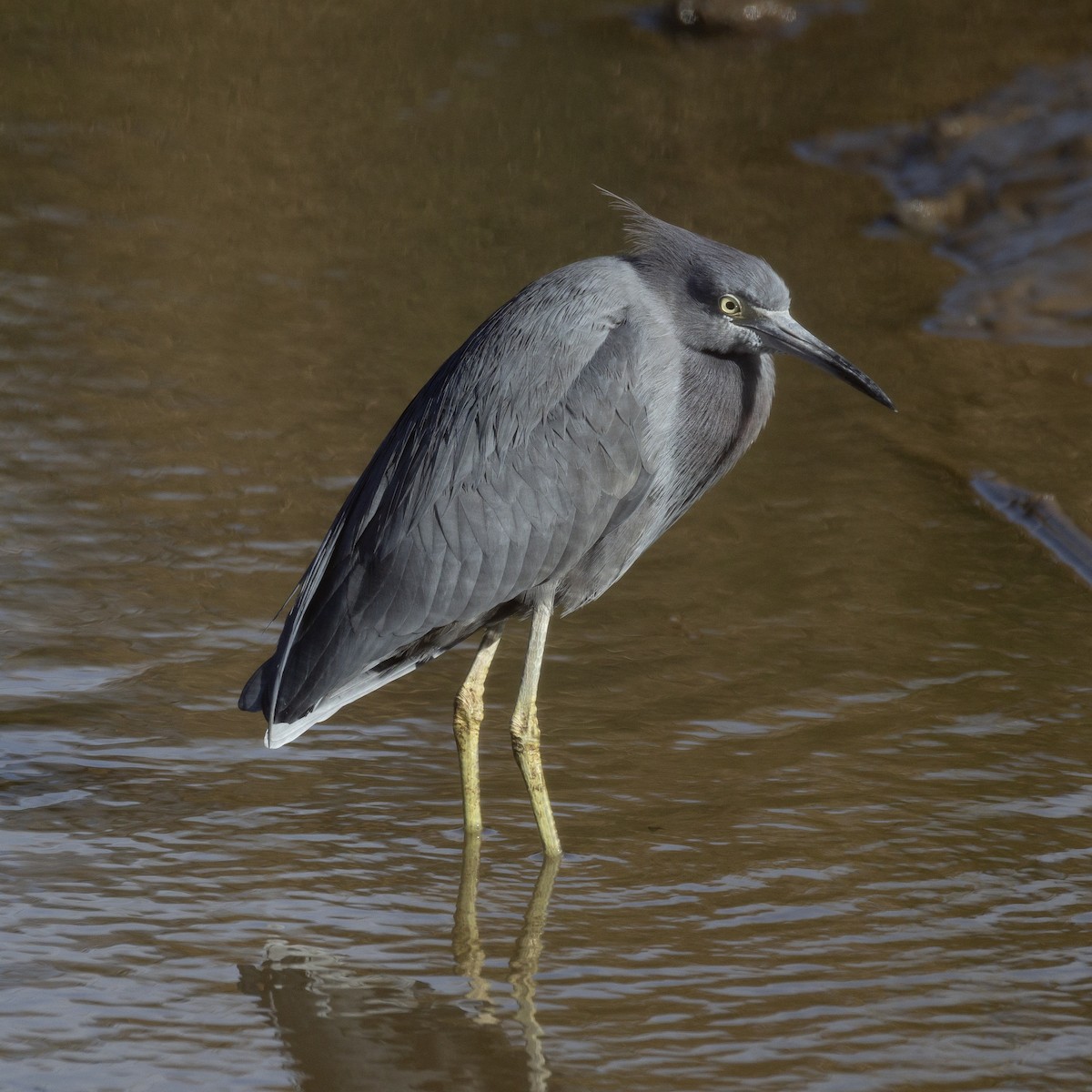 Little Blue Heron - ML646210890