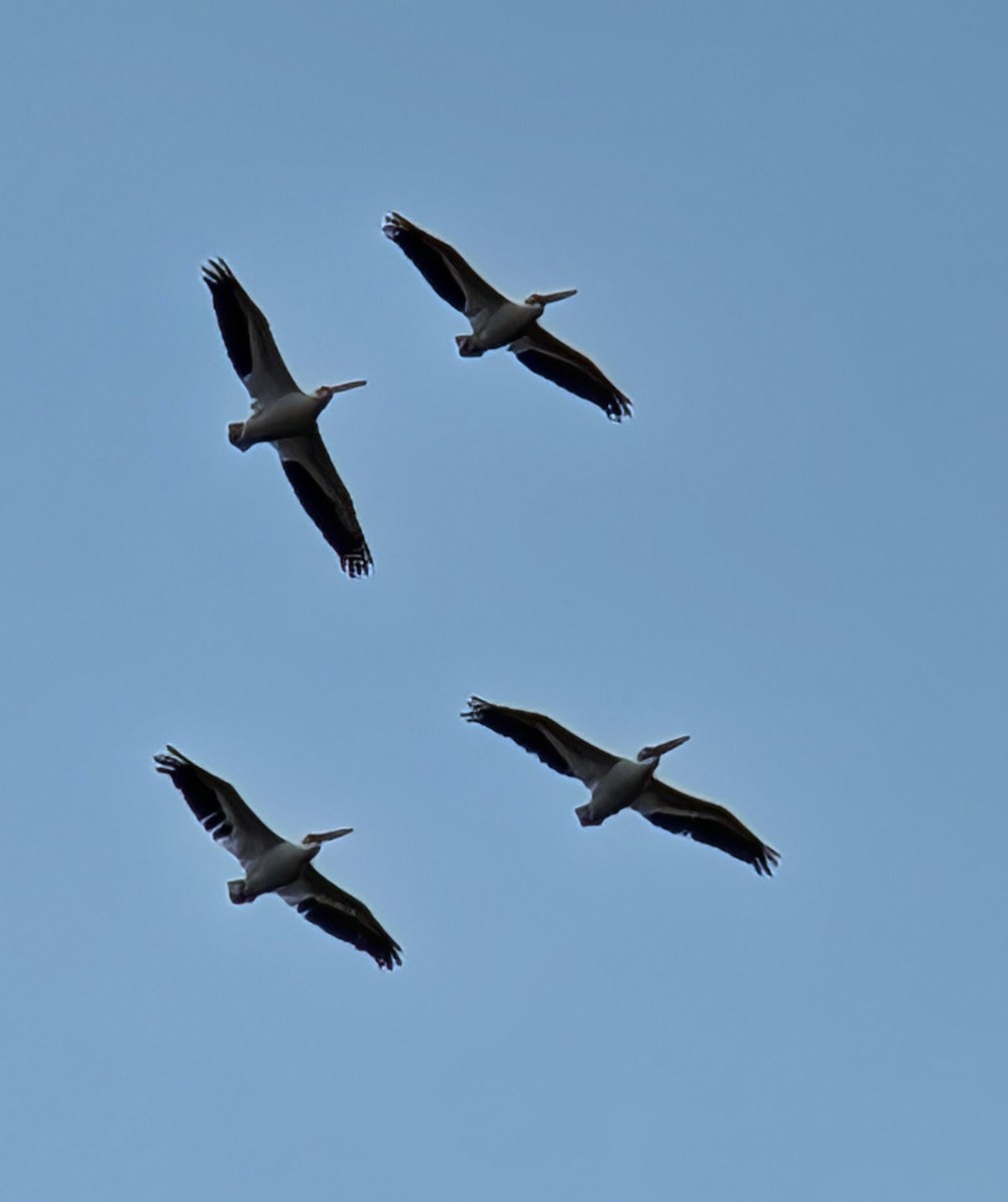 Amerika Pelikanı - ML646210891