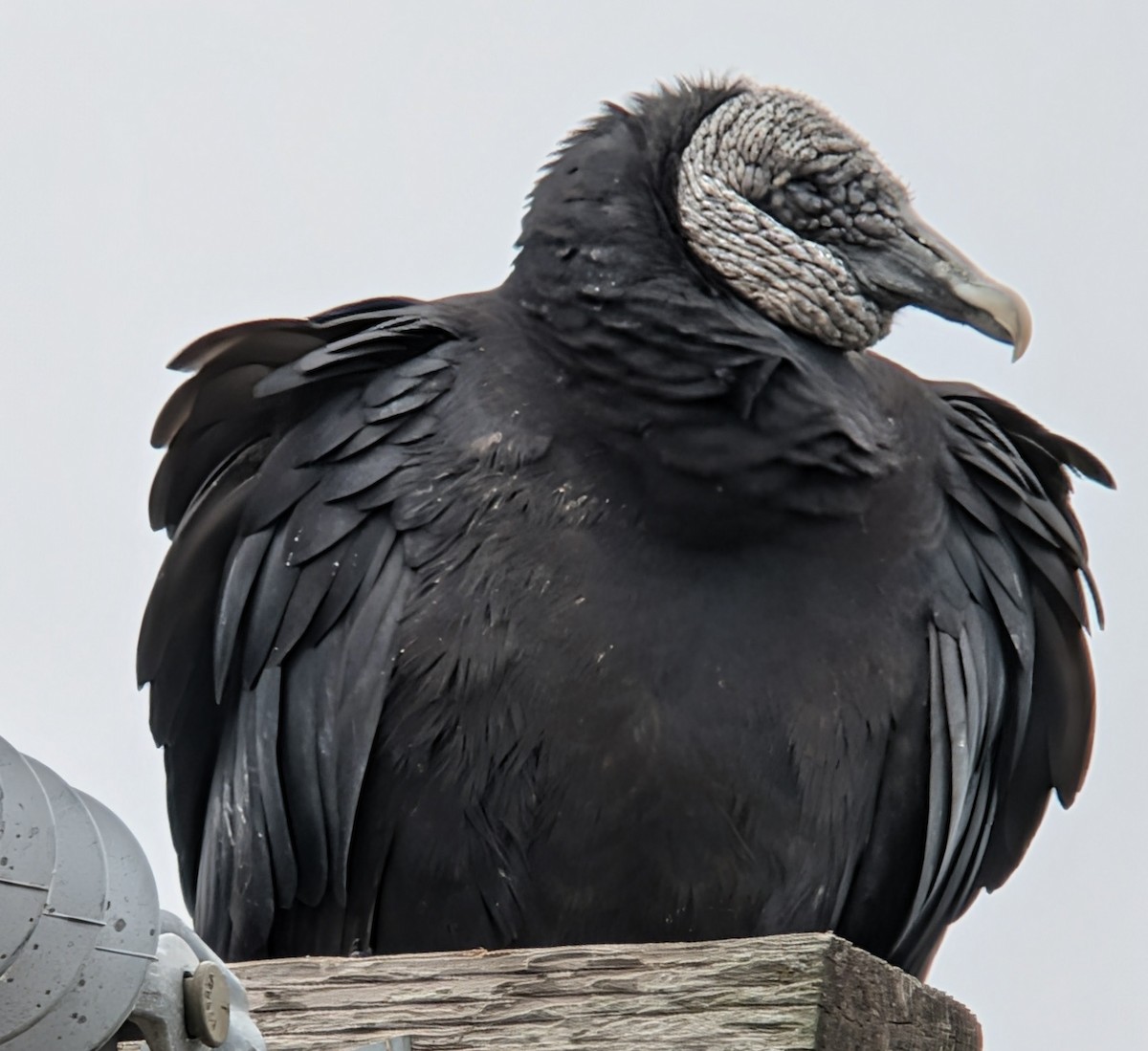 Black Vulture - ML646210893
