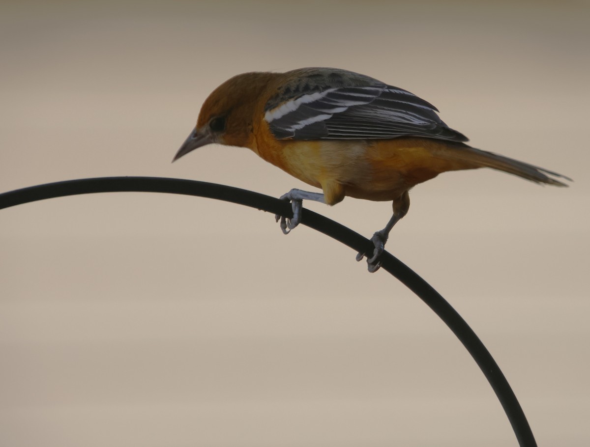 Балтиморский трупиал - ML646210894