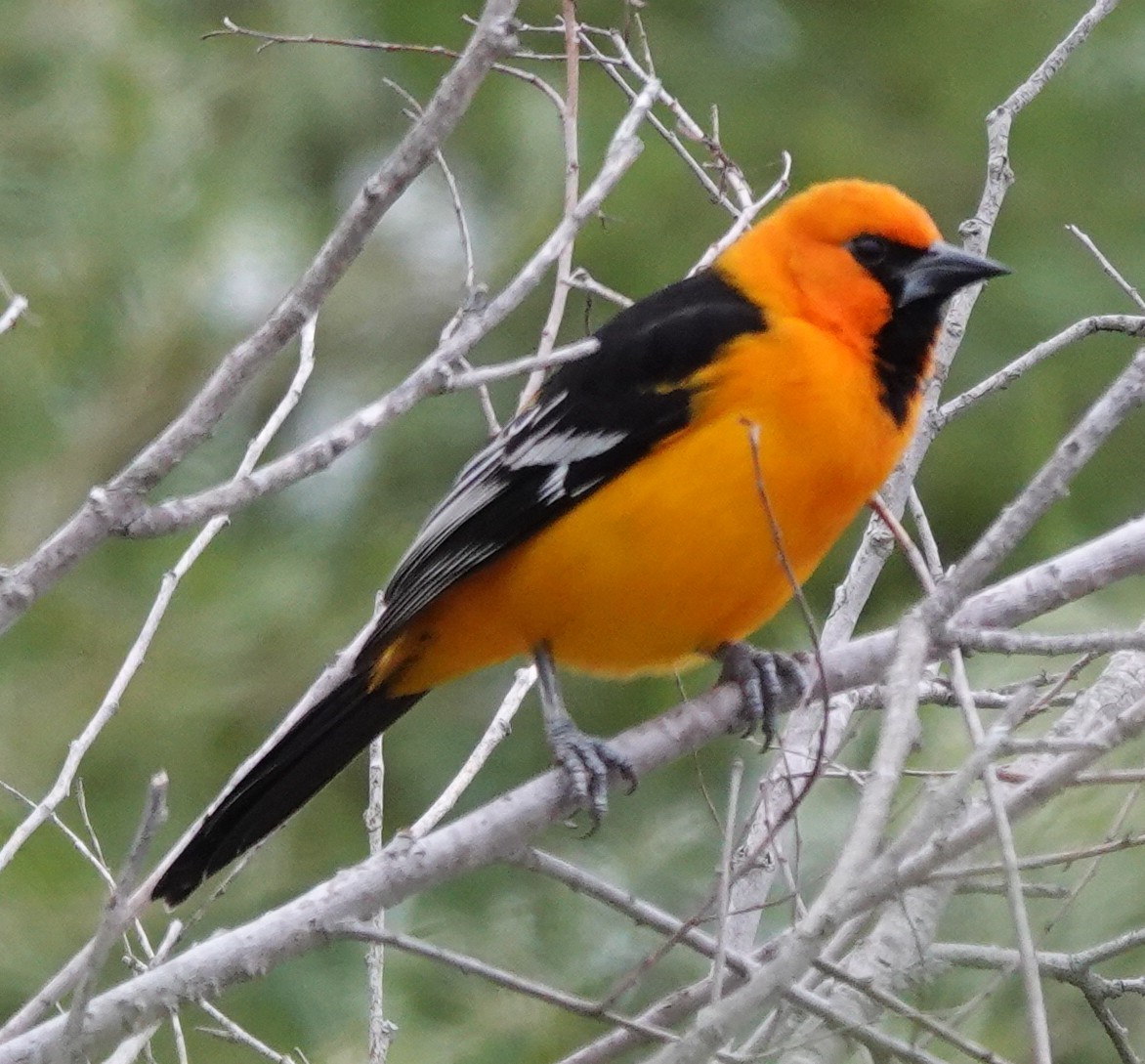 Altamira Oriole - ML646210895