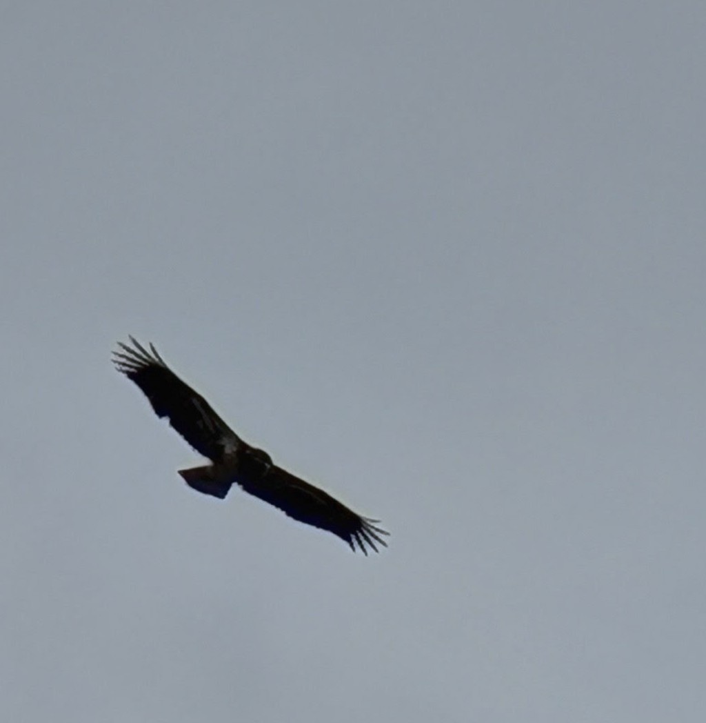 Bald Eagle - ML646210896