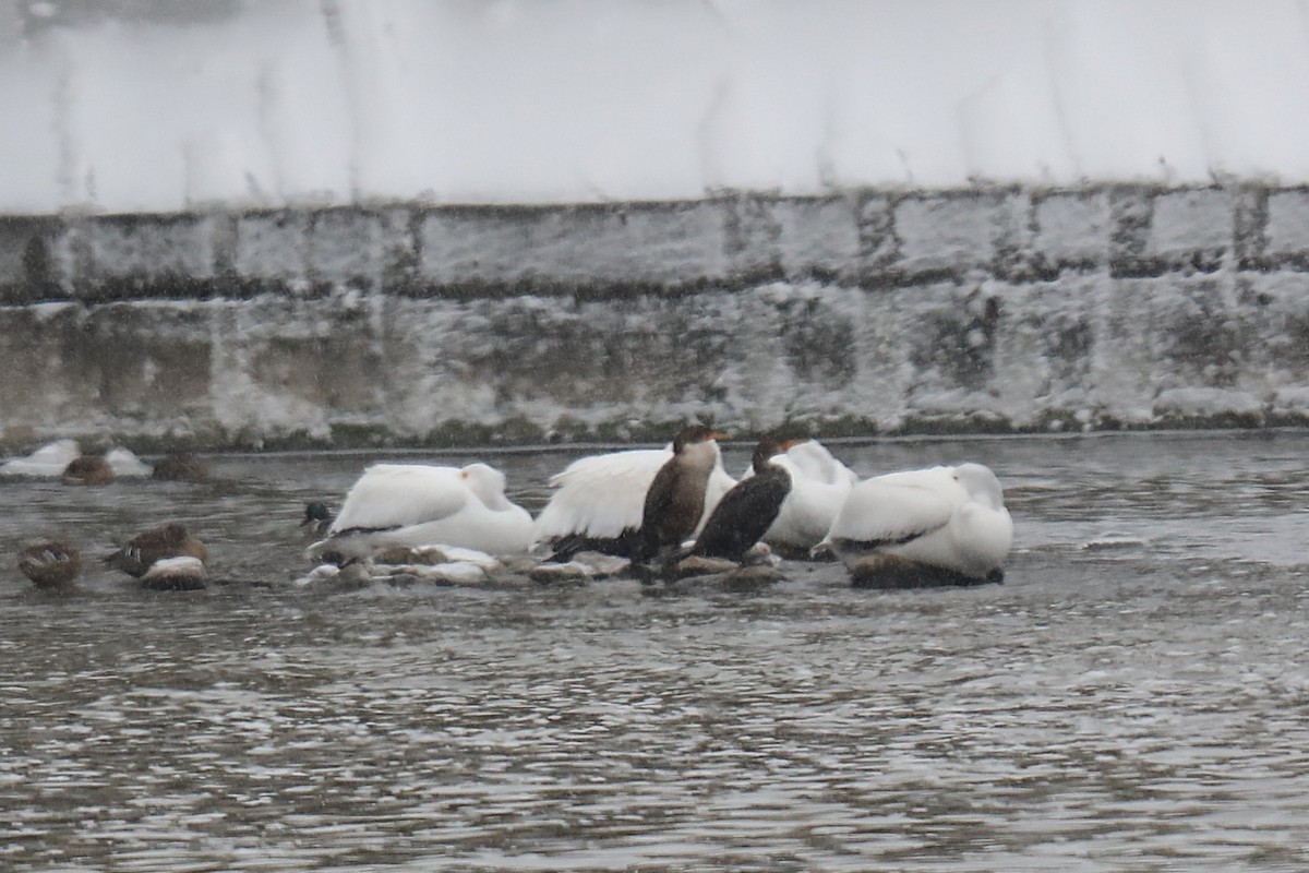 Amerika Pelikanı - ML646210899