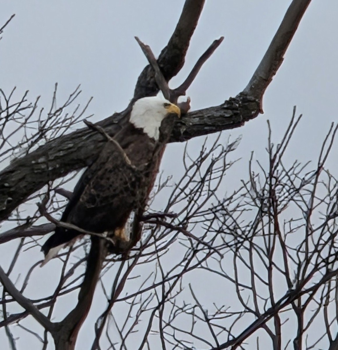 Bald Eagle - ML646210901