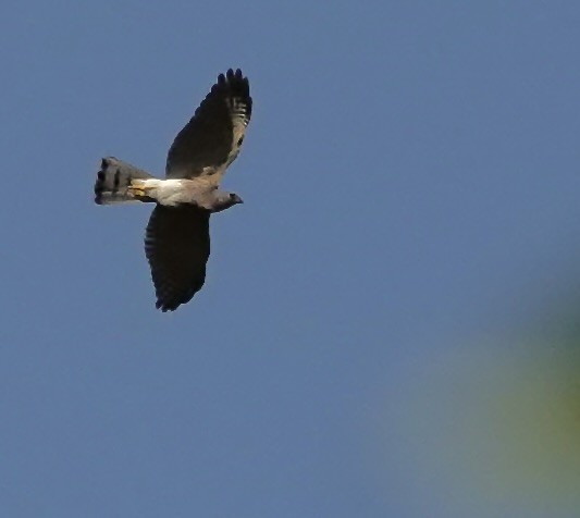 褐耳鷹 - ML646210902