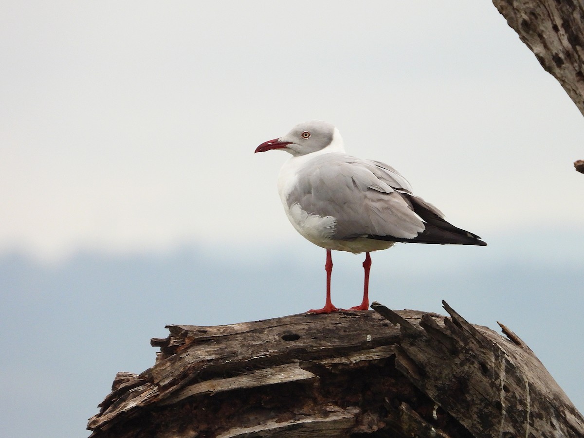 Gray-hooded Gull - ML646210904