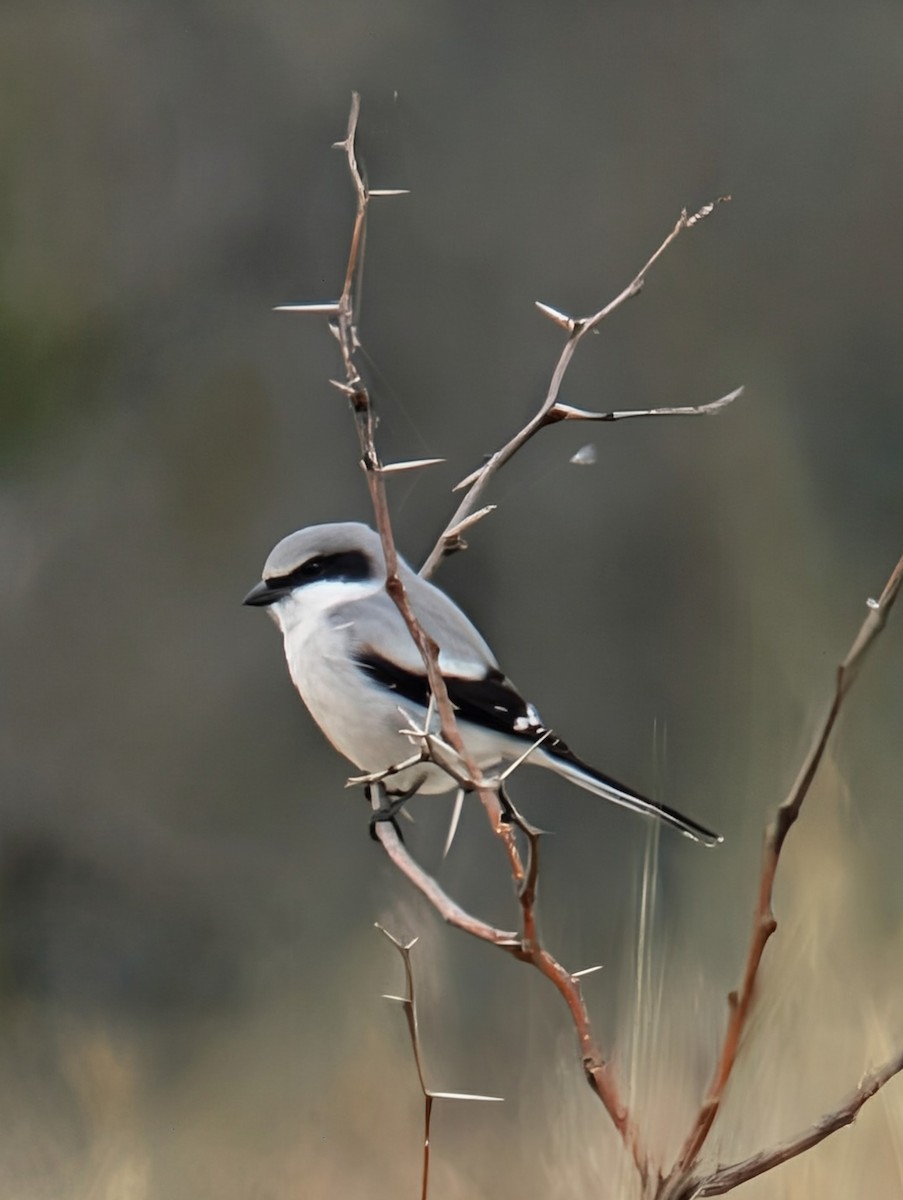 Loggerhead Shrike - ML646210908