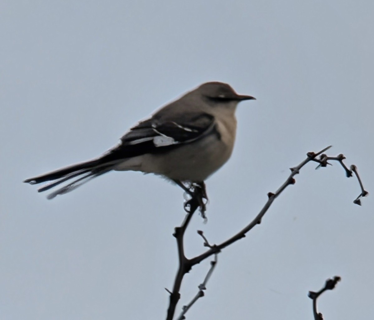 Northern Mockingbird - ML646210912