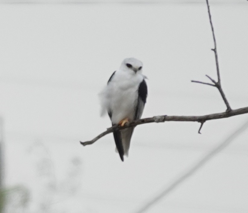 White-tailed Kite - ML646210914