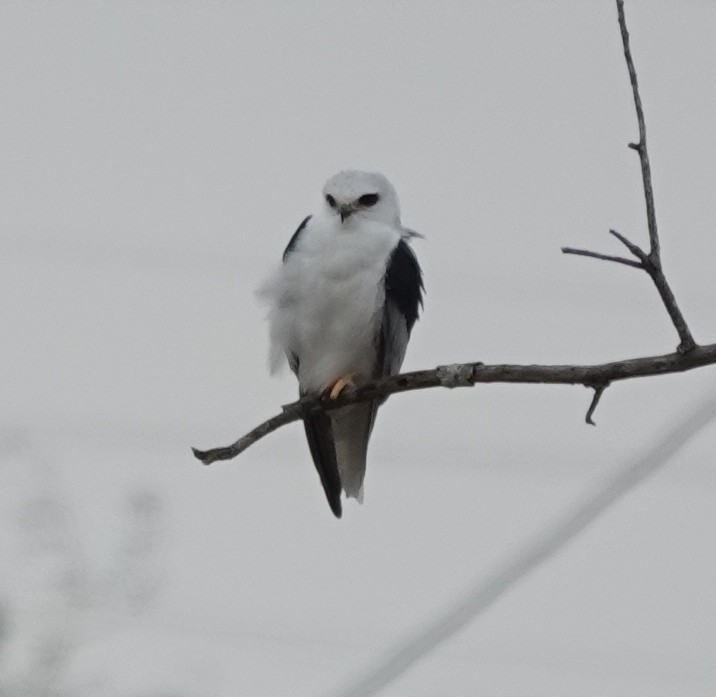 White-tailed Kite - ML646210917