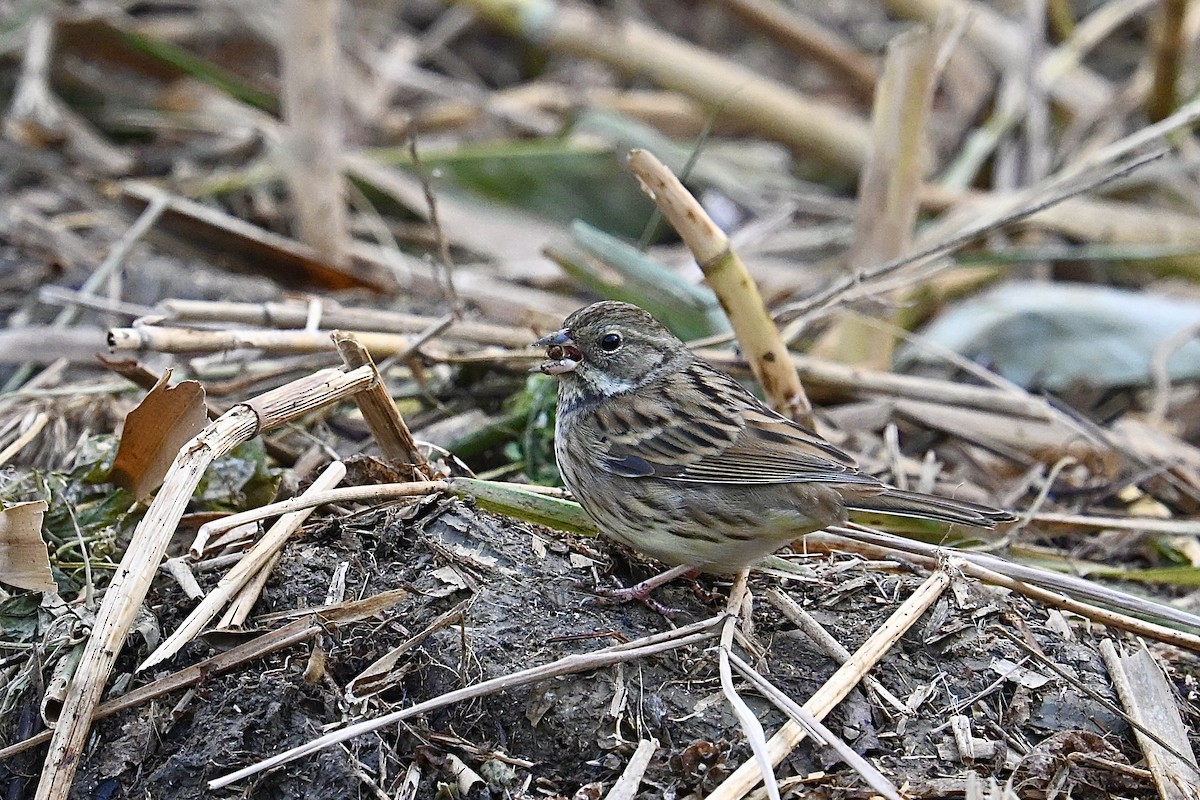 Black-faced Bunting - ML646210918