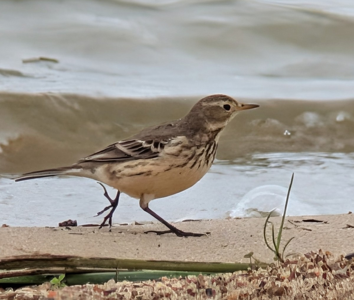 American Pipit - ML646210919