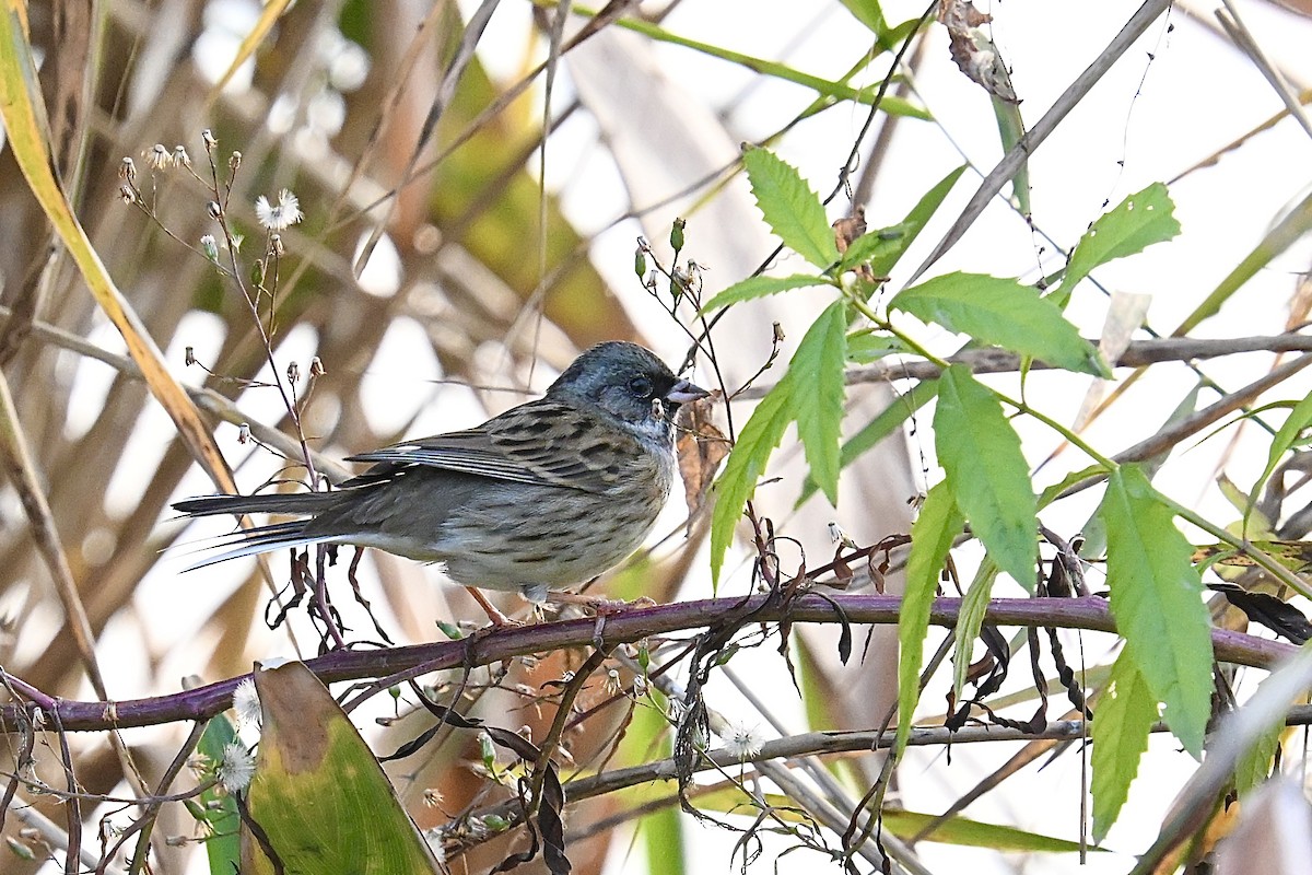 Black-faced Bunting - ML646210920