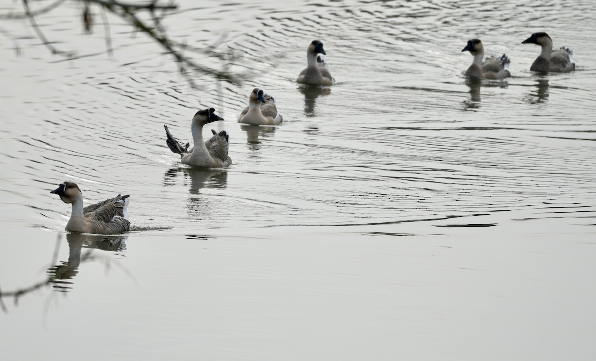 Гуска китайська (свійська) - ML646210922