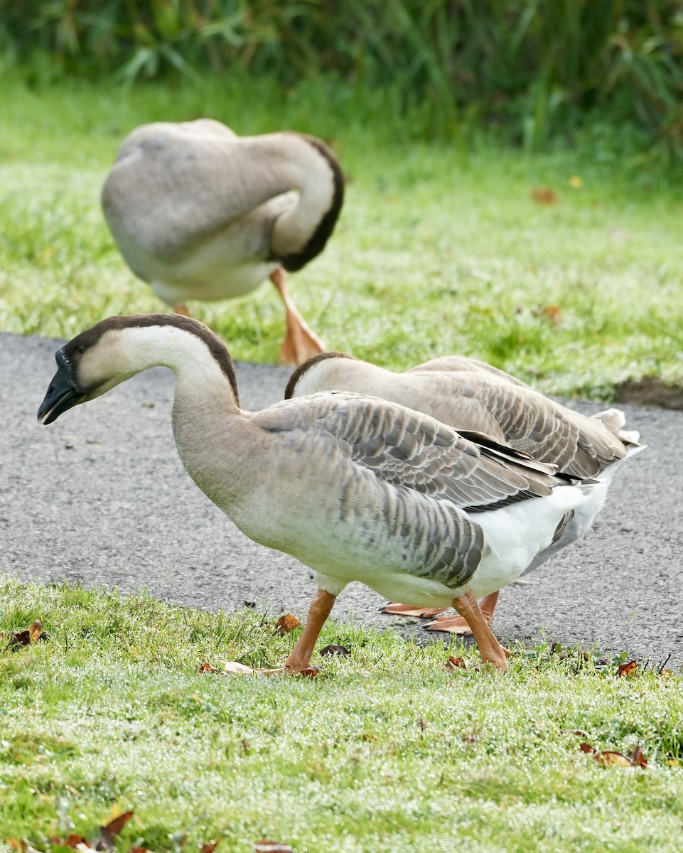 Гуска китайська (свійська) - ML646210923