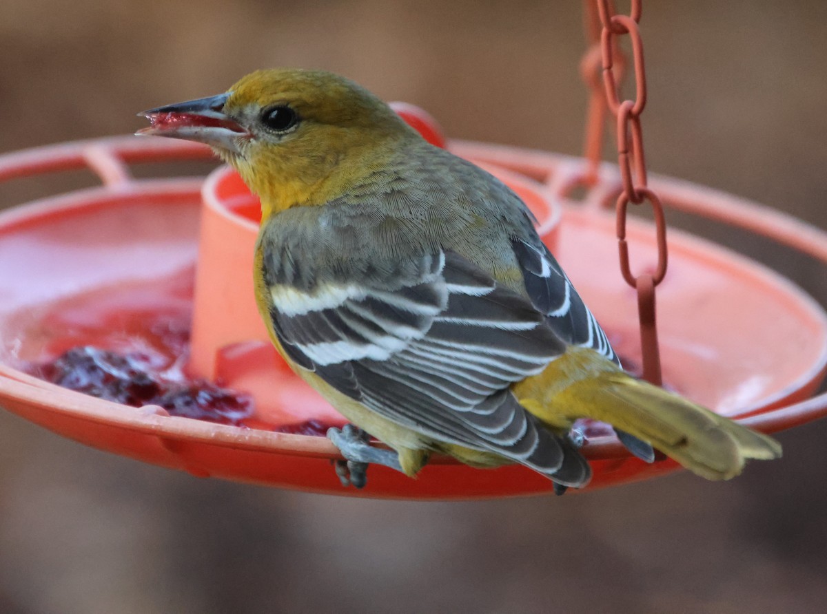 Балтиморский трупиал - ML646210924