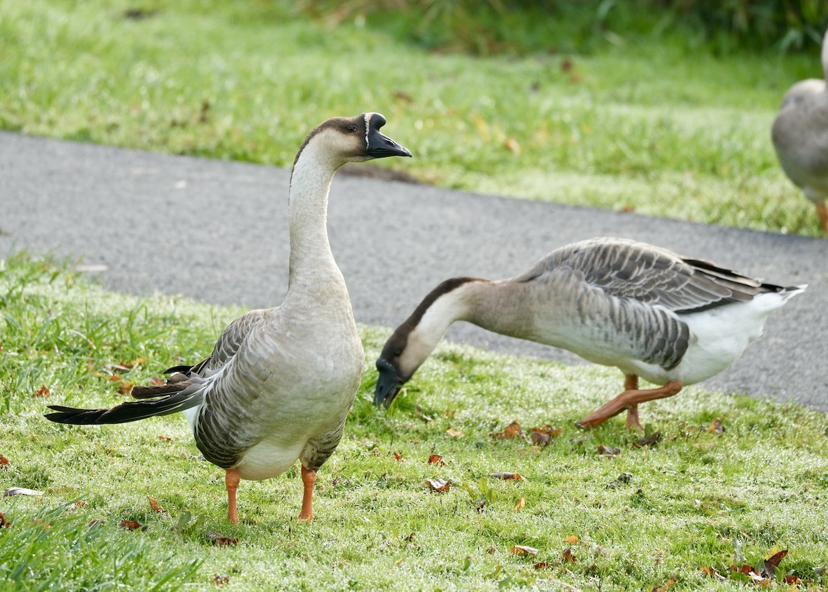 Гуска китайська (свійська) - ML646210926