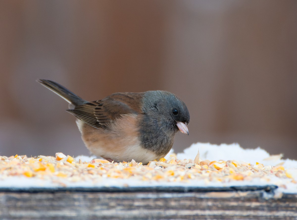 strnadec zimní [skupina oreganus] - ML646210932