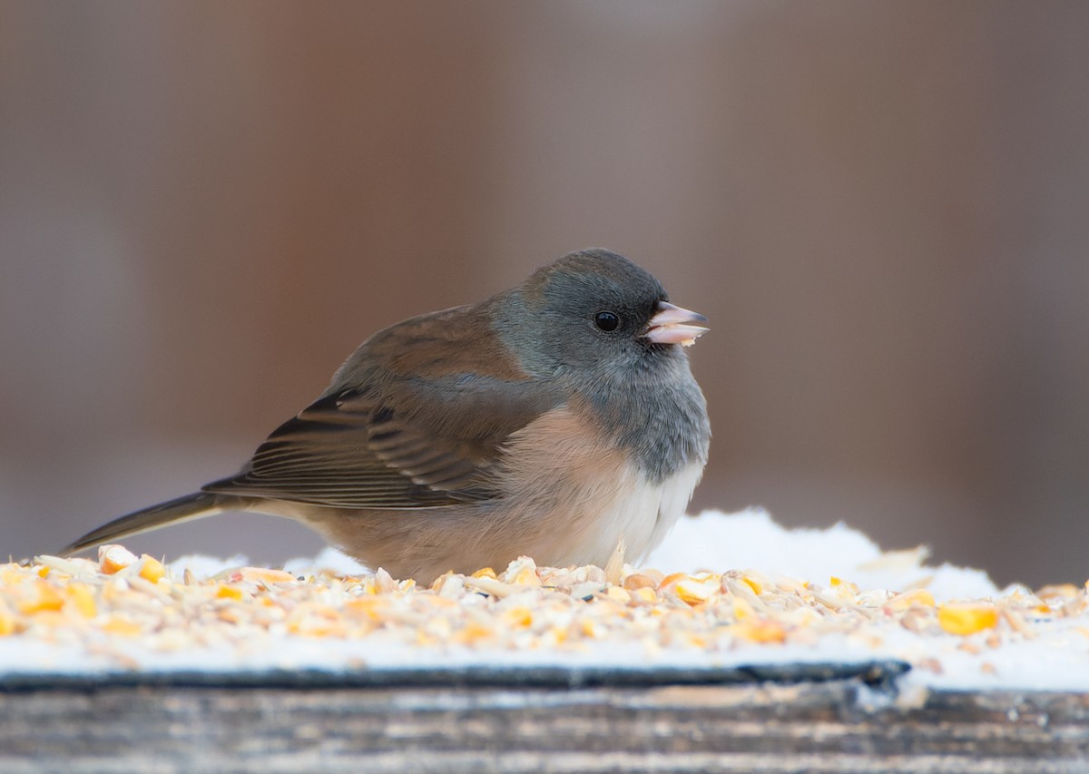 strnadec zimní [skupina oreganus] - ML646210933