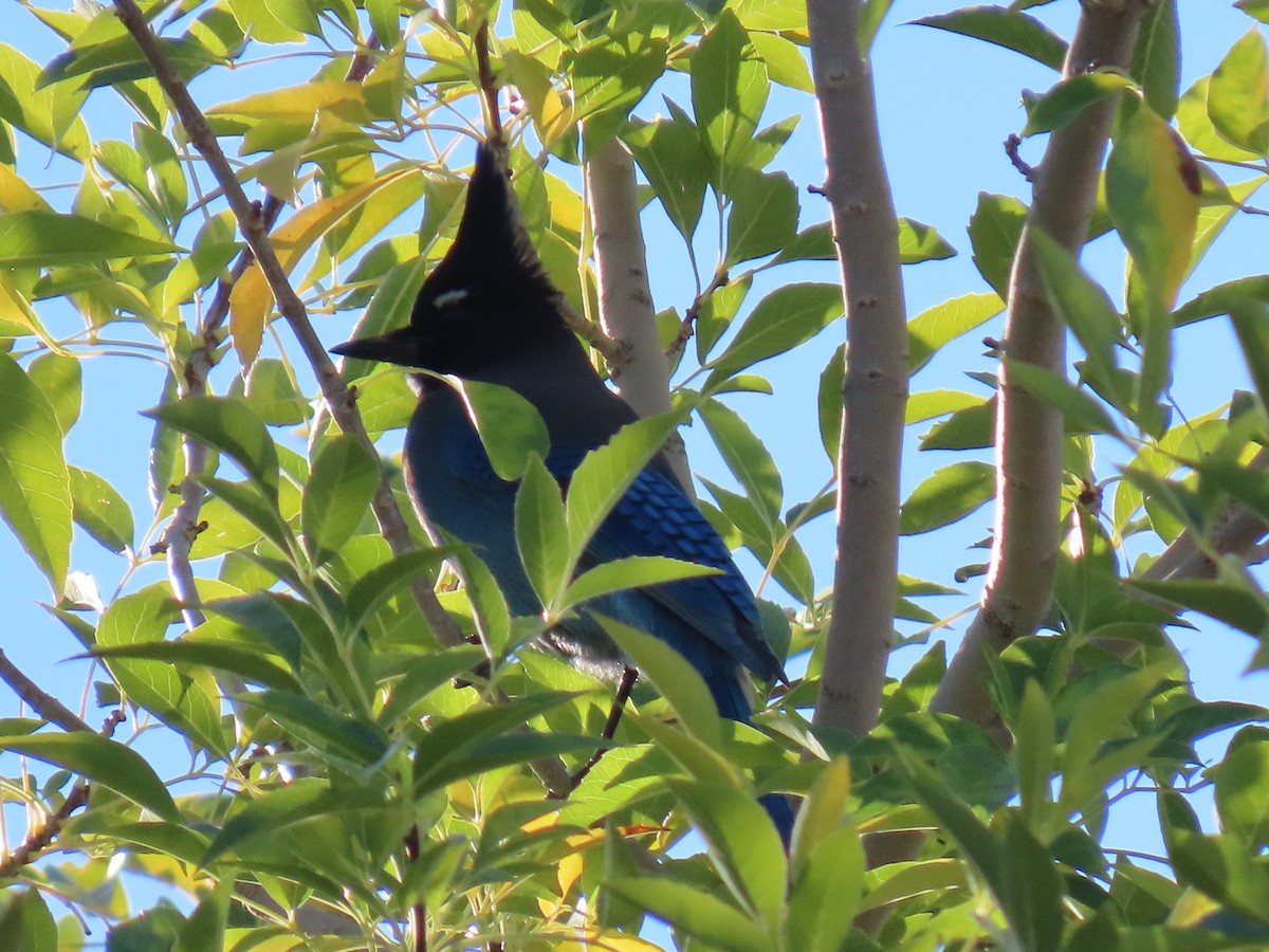 Steller Kargası [diademata grubu] - ML646210935