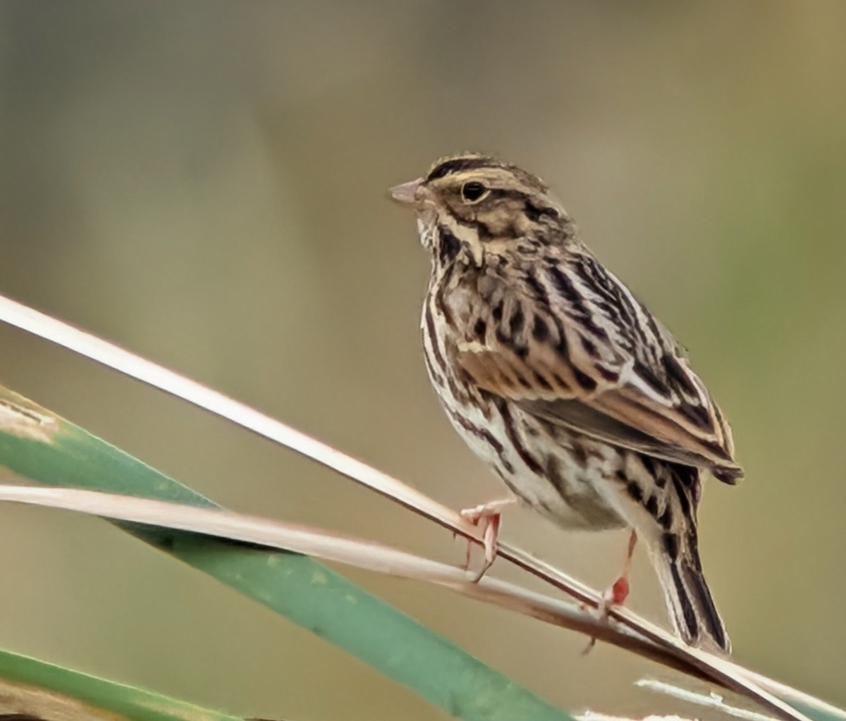 Savannah Sparrow - ML646210938