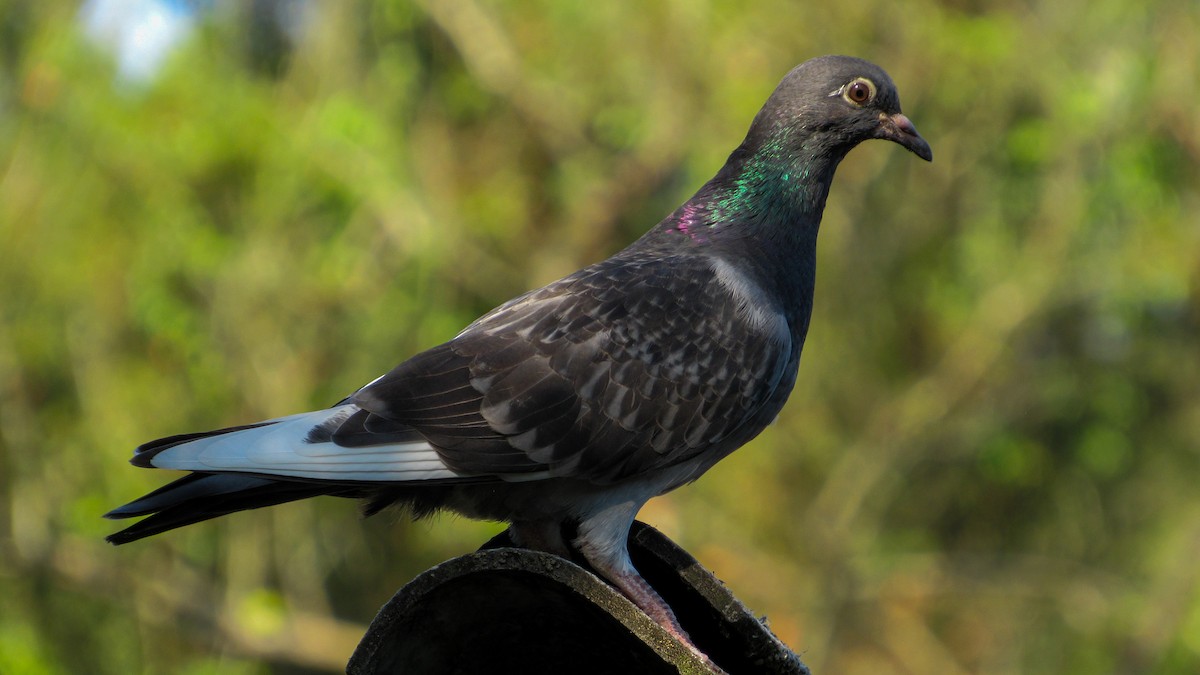 Rock Pigeon (Feral Pigeon) - ML646210939