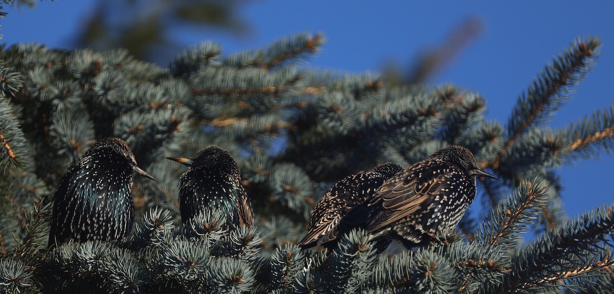 European Starling - ML646210940