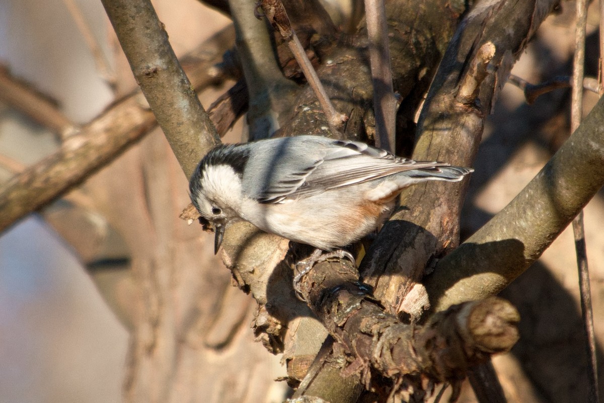 Sittelle à poitrine blanche - ML646210941